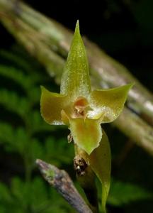Dendrochilum kingii