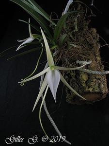 Angraecum elephantinum