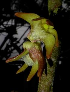 Dendrobium gjellerupii