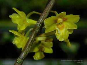 Dendrobium flos-wanua