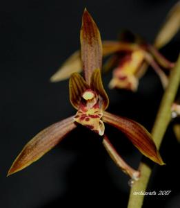 Cymbidium sinense