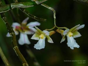 Dendrobium calcariferum
