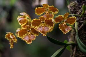 Gomesa forbesii