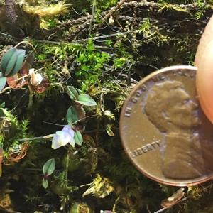 Dendrobium leucocyanum