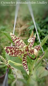 Cycnoches pentadactylon