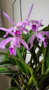 Cattleya maxima