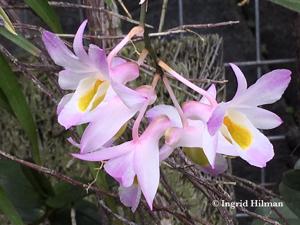 Dendrobium spathilingue