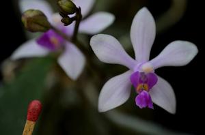 Phalaenopsis wilsonii