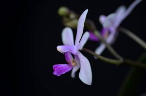 Phalaenopsis wilsonii