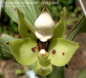 Cycnoches pentadactylon