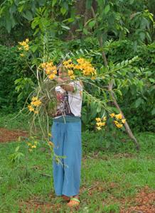 Dendrobium moschatum