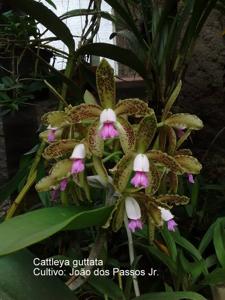 Cattleya guttata