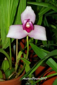 Lycaste virginalis