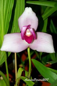 Lycaste virginalis