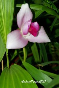 Lycaste virginalis