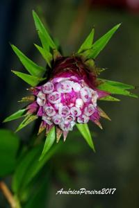 Elleanthus capitatus