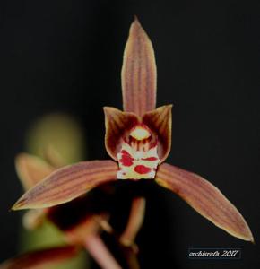 Cymbidium sinense