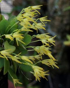 Anathallis ourobranquensis