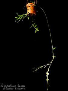 Dendrobium boosii