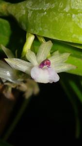 Scaphyglottis stellata