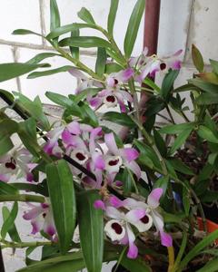 Dendrobium nobile