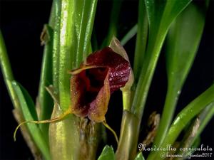 Masdevallia corniculata