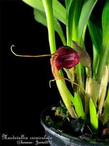 Masdevallia corniculata