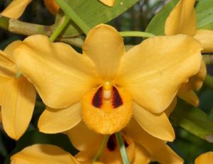 Dendrobium moschatum