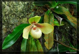 Paphiopedilum hangianum