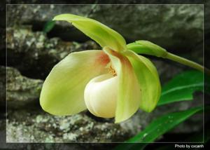 Paphiopedilum hangianum