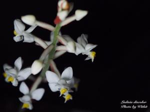 Ludisia discolor