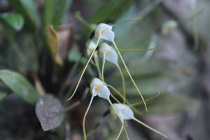Masdevallia strumifera