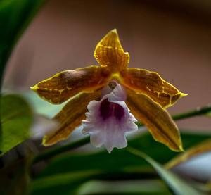 Miltonia candida