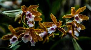 Miltonia candida