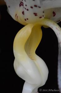 Stanhopea panamensis