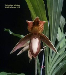 Catasetum tabulare