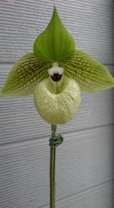 Paphiopedilum malipoense