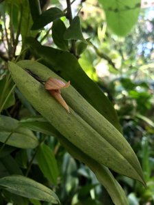 Pleurothallis nephroglossa