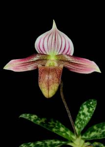 Paphiopedilum purpuratum