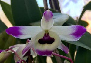 Dendrobium nobile