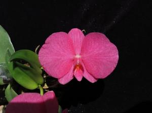 Cattleya wittigiana