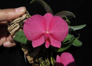 Cattleya wittigiana