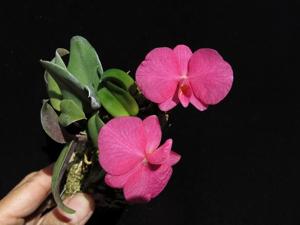 Cattleya wittigiana