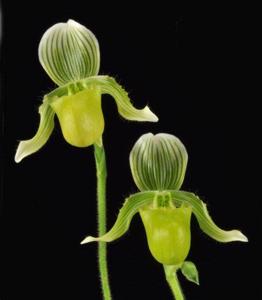 Paphiopedilum fowliei