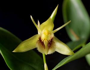 Coelogyne fimbriata