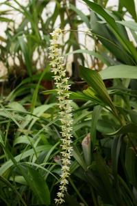 Coelogyne cobbiana