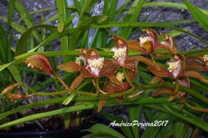 Cymbidium tracyanum