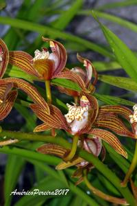 Cymbidium tracyanum