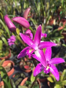 Cattleya tereticaulis
