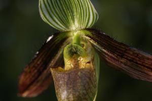 Paphiopedilum wardii